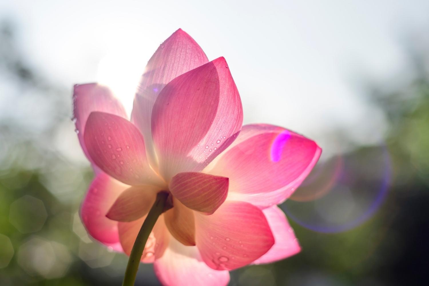 Closeup of pink lotus flower in sunlight