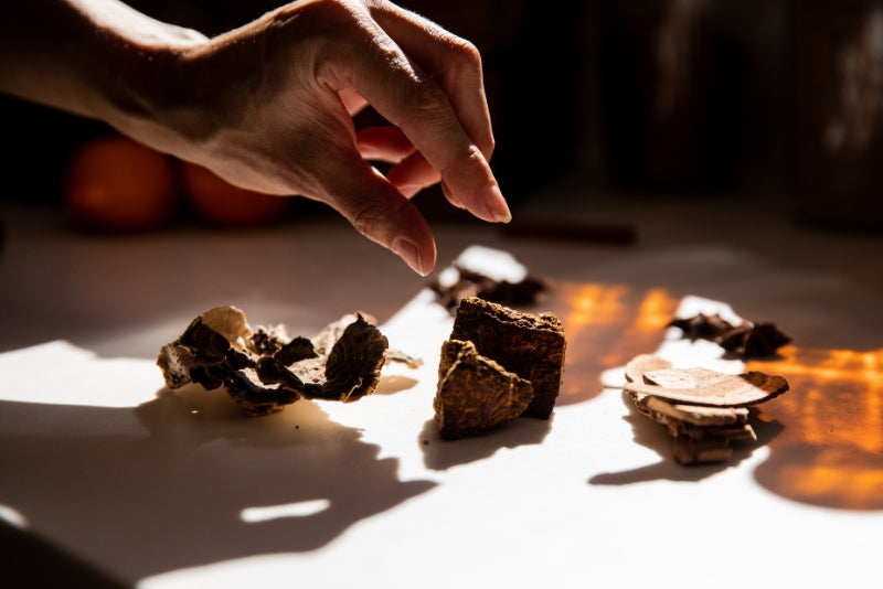 Hand with turkey tail, reishi, and chaga mushrooms