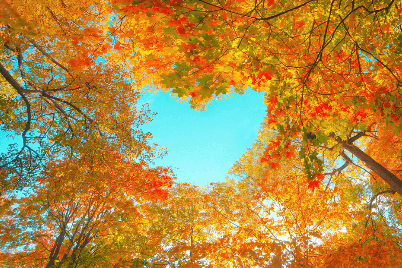 Fall-Colored Trees Making Heart Shape