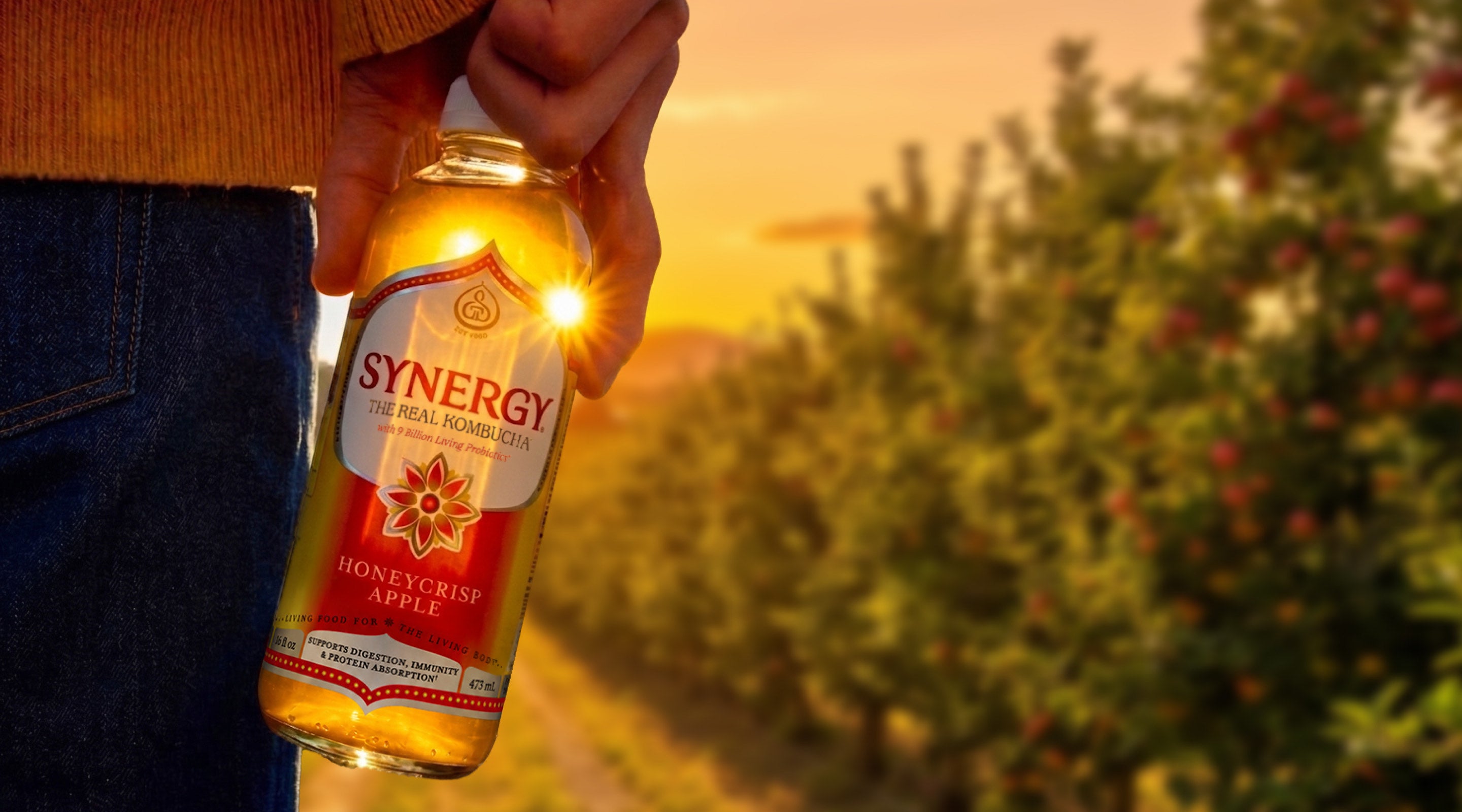 A person holding a bottle of Synergy Honeycrisp Apple kombucha in a sunlit apple orchard at sunset